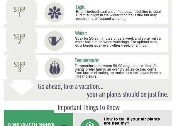 Air Plant Care Instructions Printable