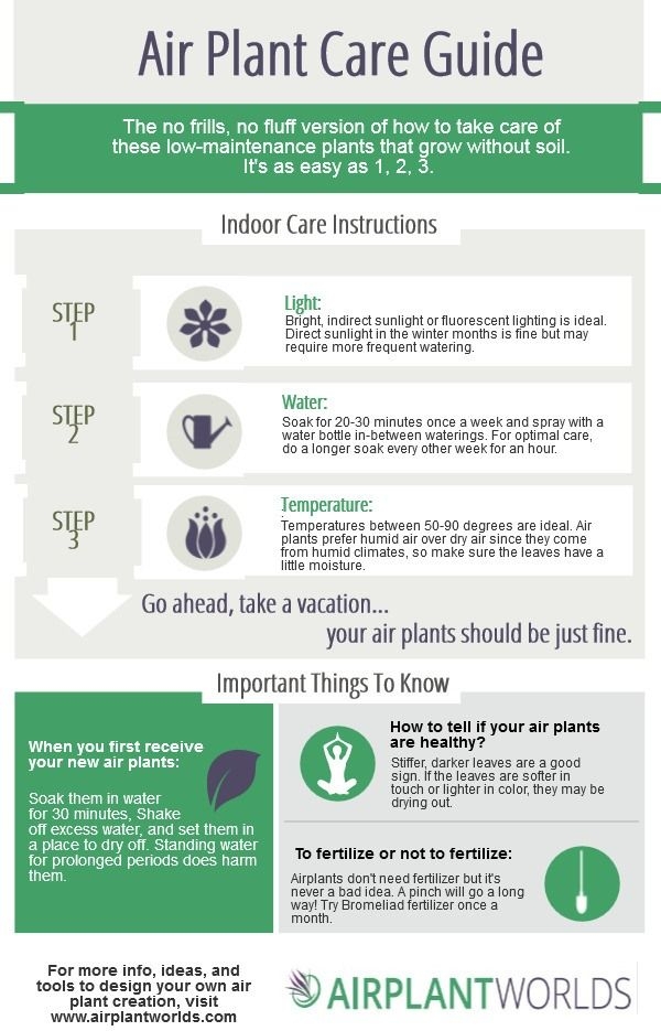 Air Plant Care Instructions Printable