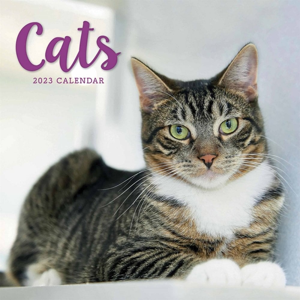 Cat Desk Calendars 2025 Jade Whitington