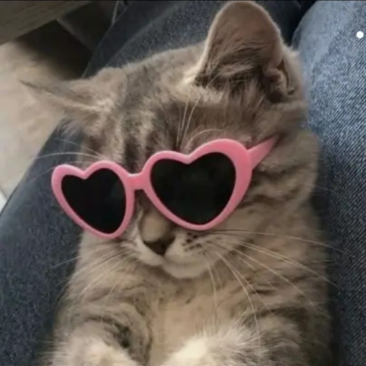 Cute Cat With Heart Shaped Glasses