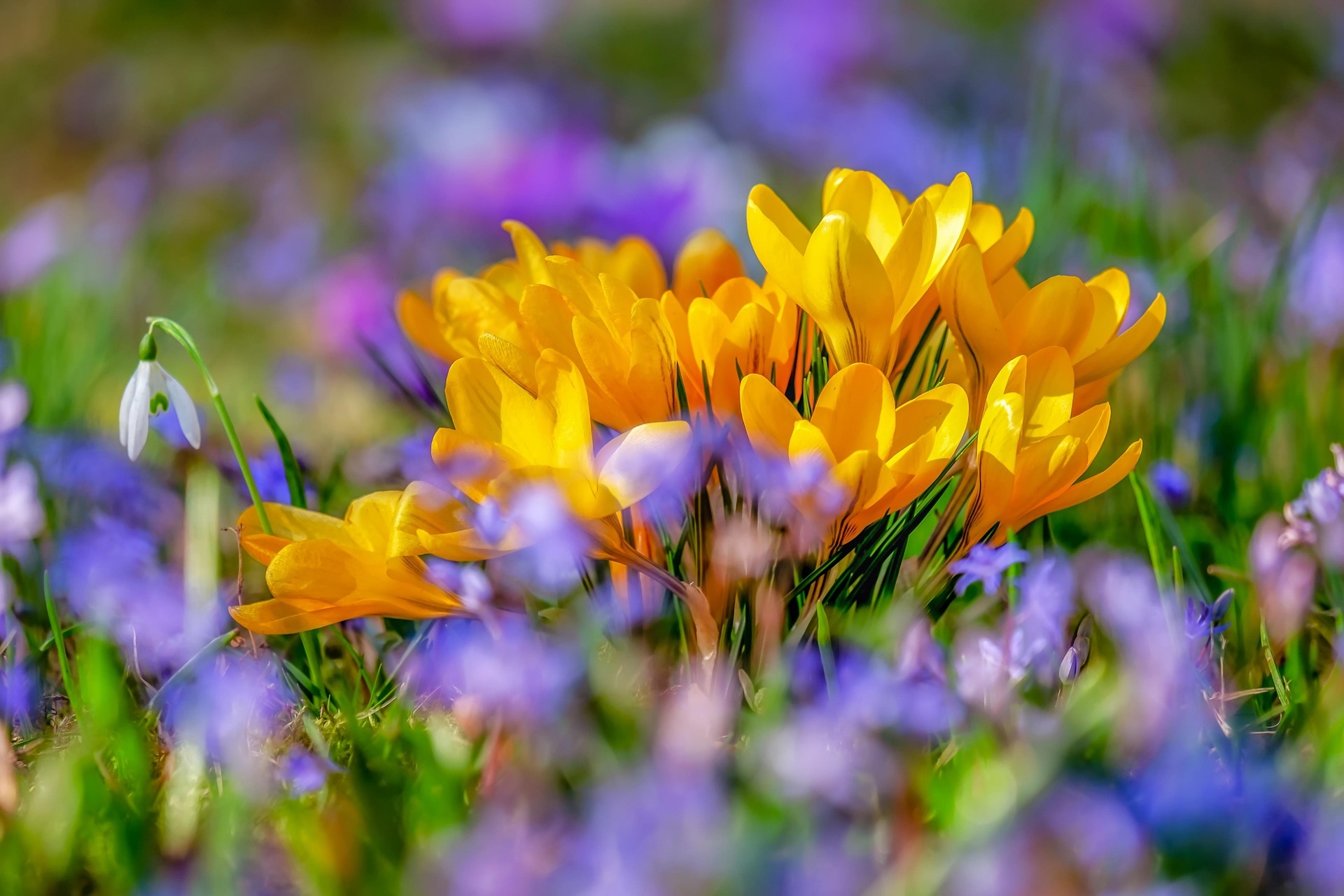 Embracing Mental Health Renewal Spring S Healing Touch