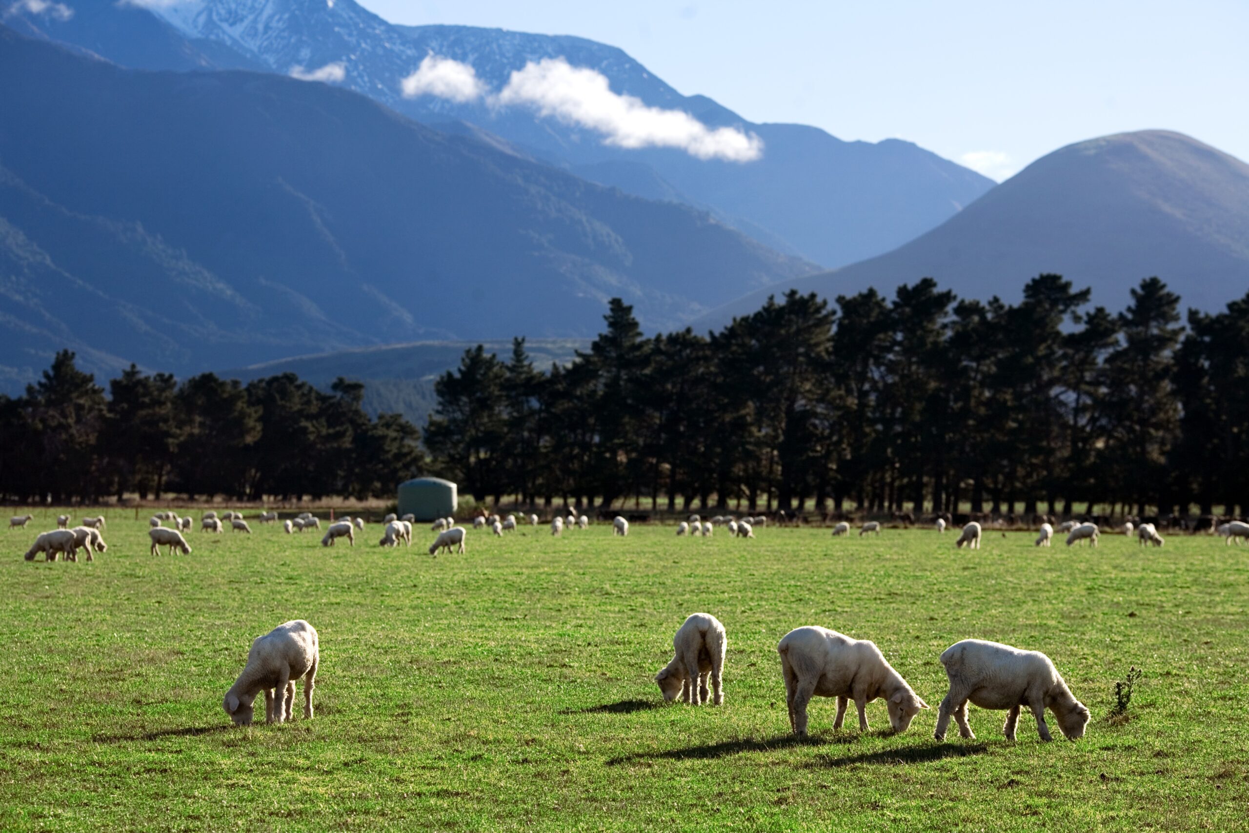 File New Zealand Rural Landscape 9795 Jpg Wikimedia Commons