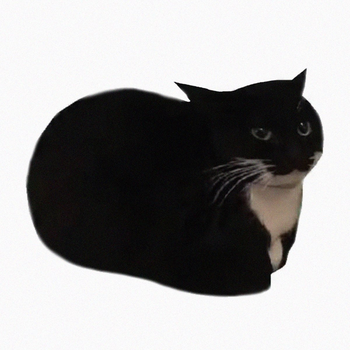 Cat Calendar 2026 Printable