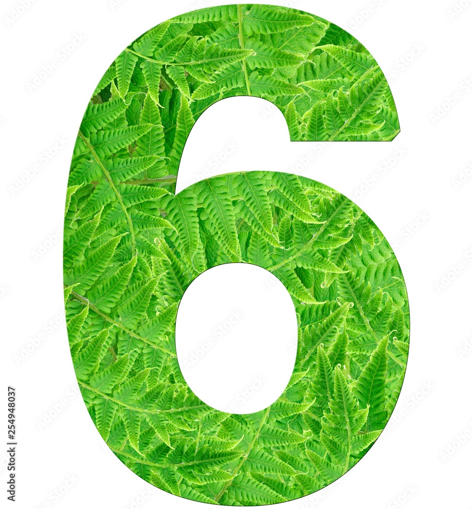 Number 6 With Fern Texture Isolated On White Background Font