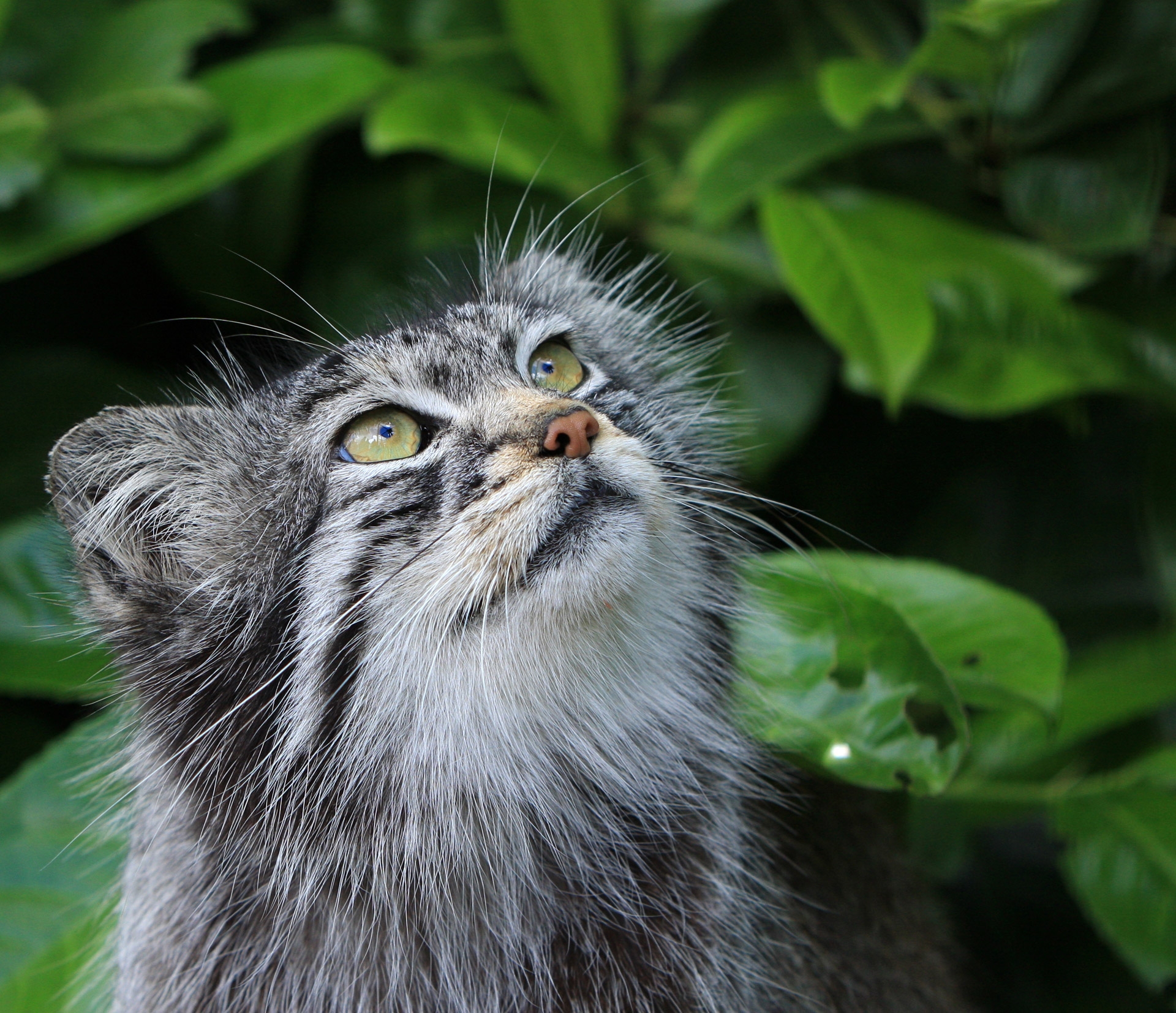 Pallas Cat Portrait Free Stock Photo Public Domain Pictures