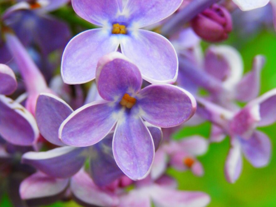 Pretty Flowers Free Stock Photo Public Domain Pictures