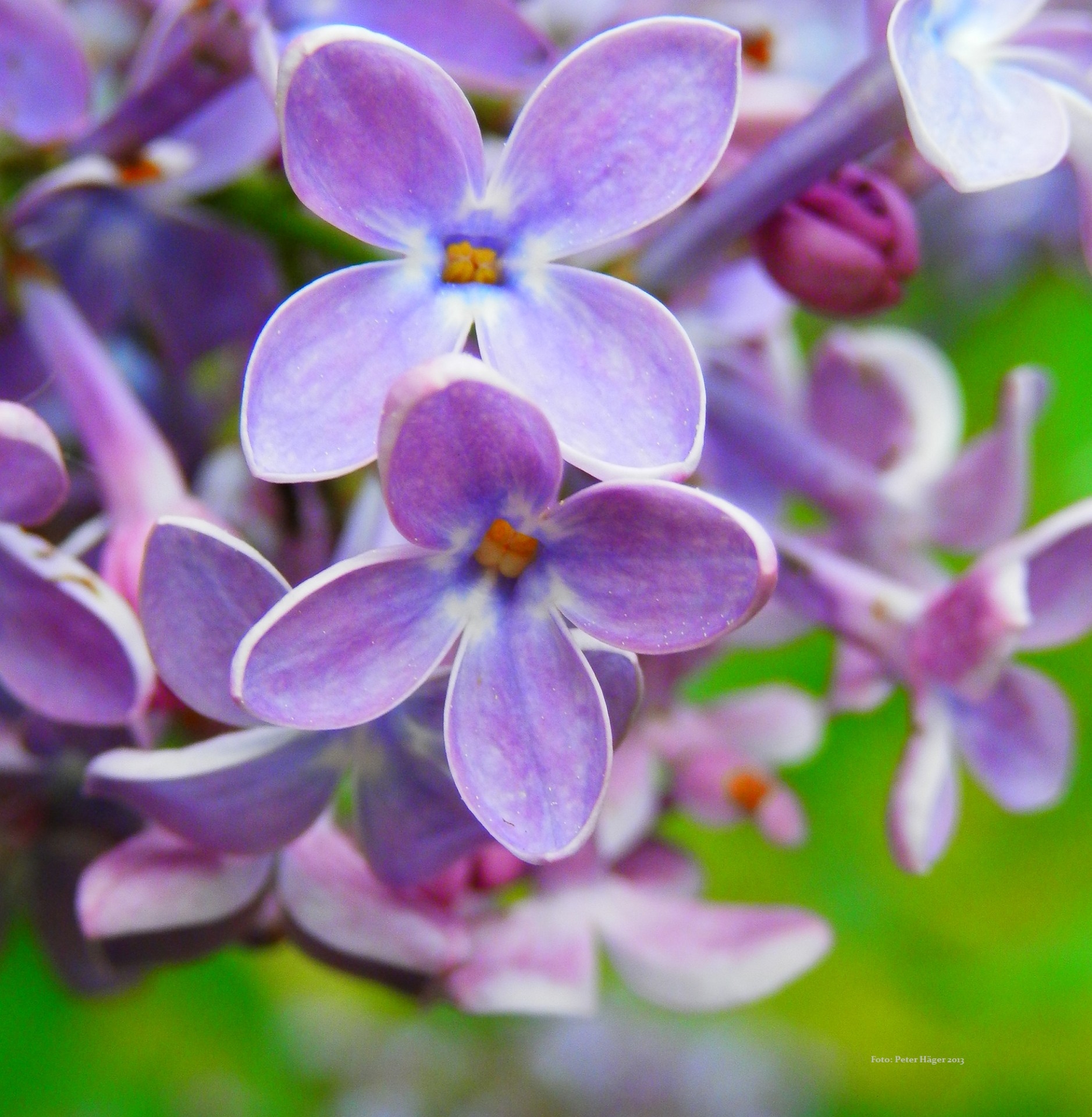 Pretty Flowers Free Stock Photo Public Domain Pictures
