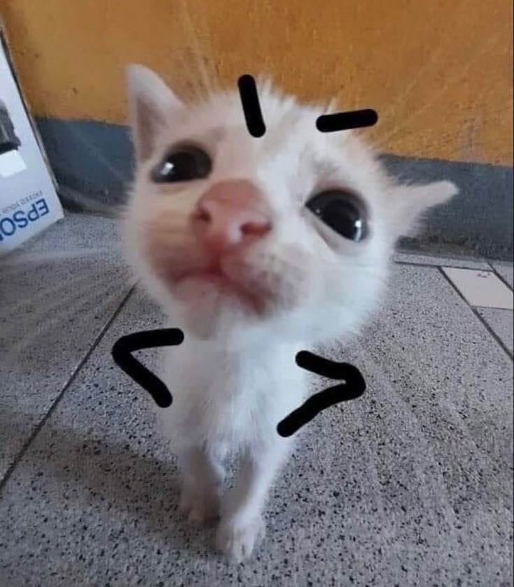 Silly Cat Angry Meme Funny Cute Adorable Kitty Meow Funny Looking