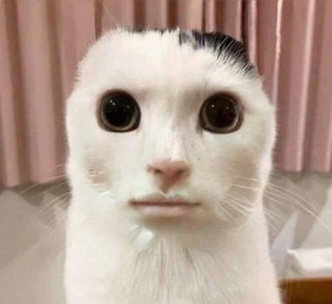 Silly Cats Pictures Silly Images Funny Animal Photos Weird Images