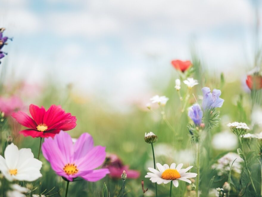 Spring Runc0mrade