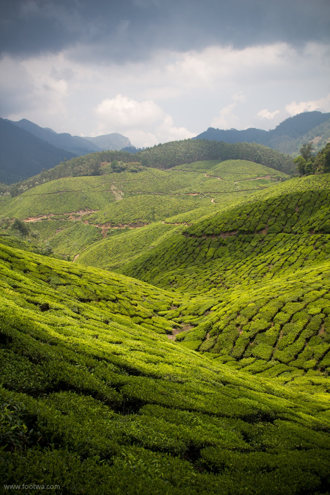 The Alluring Land Of Munnar Footwa